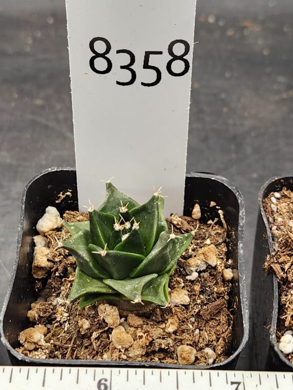 Rare Obregonia Denegrii - Artichoke Cactus, Ships Bare Root #8358