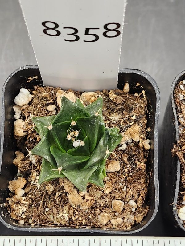 Rare Obregonia Denegrii - Artichoke Cactus, Ships Bare Root #8358 - Image 2