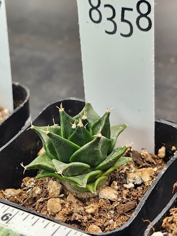 Rare Obregonia Denegrii - Artichoke Cactus, Ships Bare Root #8358 - Image 3
