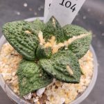 Ario ariocactus “Godzilla” – Rare and Spectacular Collector’s Cactus #E104