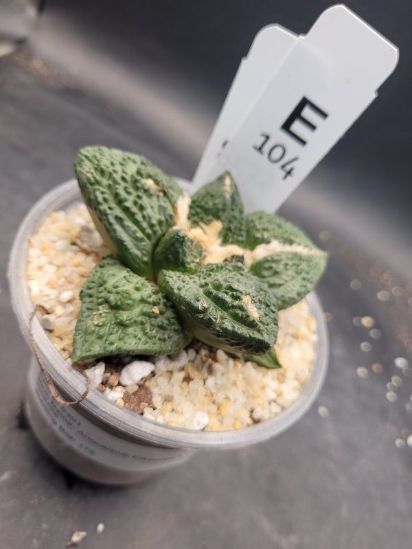 Ario ariocactus “Godzilla” – Rare and Spectacular Collector’s Cactus #E104 - Image 4