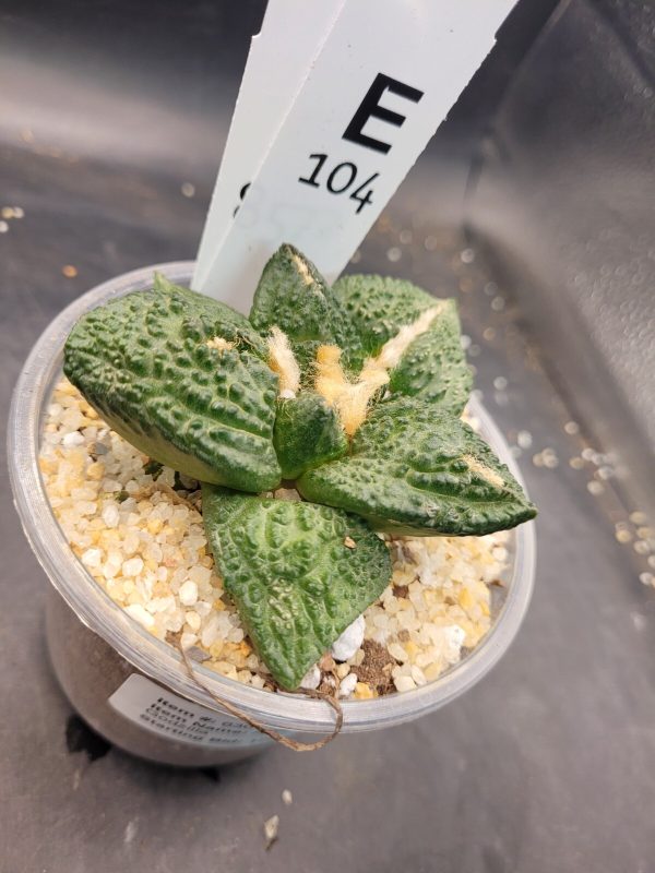 Ario ariocactus “Godzilla” – Rare and Spectacular Collector’s Cactus #E104 - Image 5