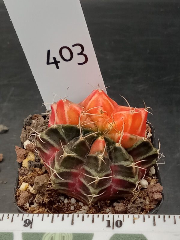 Gymnocalycium Mihanovichii Variegated Cactus Half/Half Green and Orange #403 - Image 3