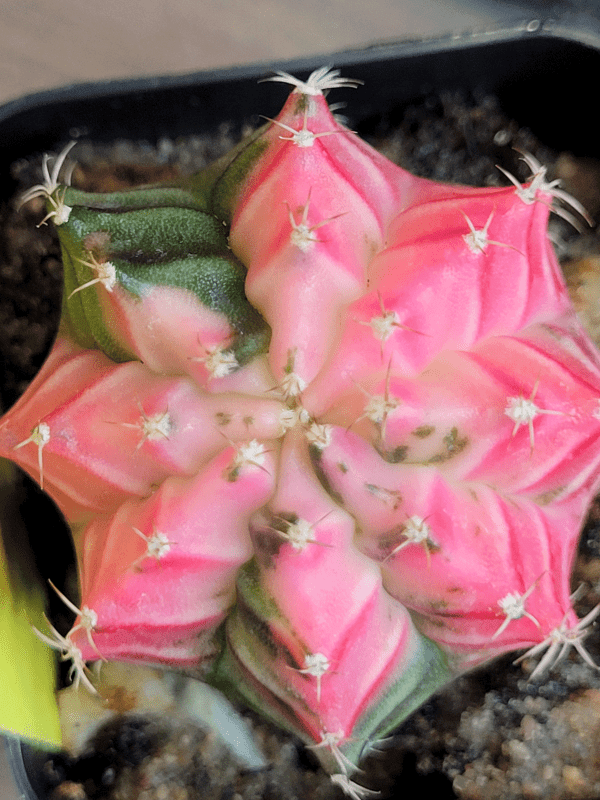 Gymnocalycium Mihanovichii Variegated Cactus Set of 3 Cacti Beautiful Multicolor - Image 6