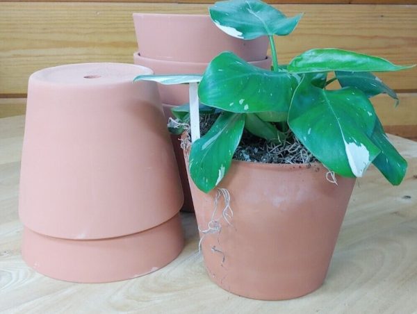 6 Pack Lot of 6.25 Inch Terracotta Terra Cotta Clay Pots Planters