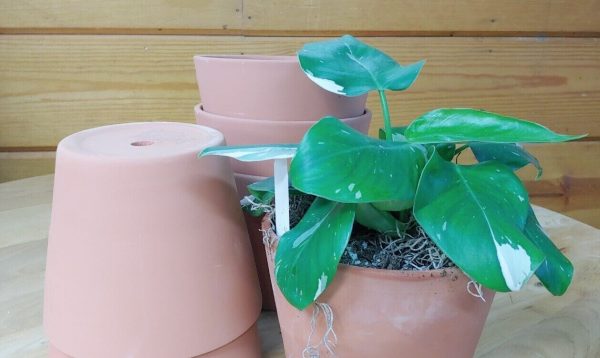 6 Pack Lot of 6.25 Inch Terracotta Terra Cotta Clay Pots Planters - Image 6