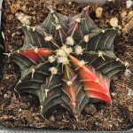 Gymnocalycium Mihanovichii Variegated Cactus mostly brown with orange  #5973
