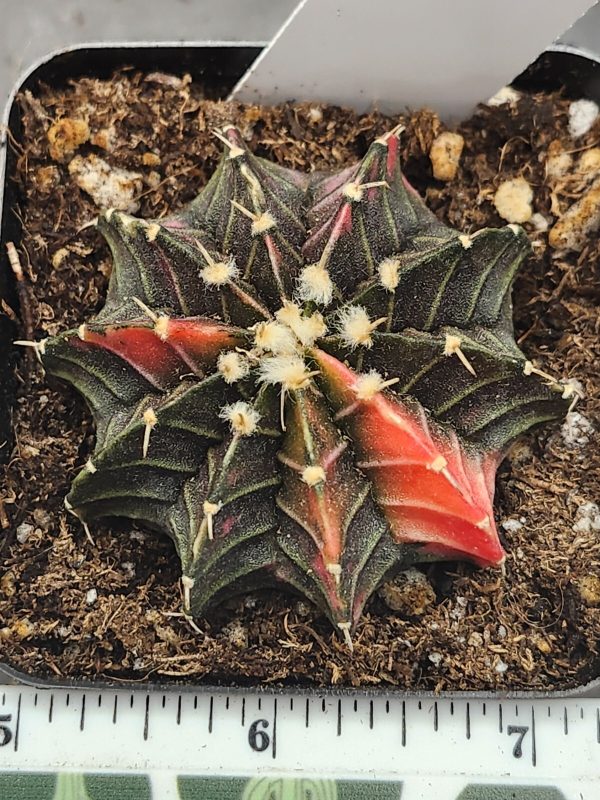 Gymnocalycium Mihanovichii Variegated Cactus mostly brown with orange  #5973
