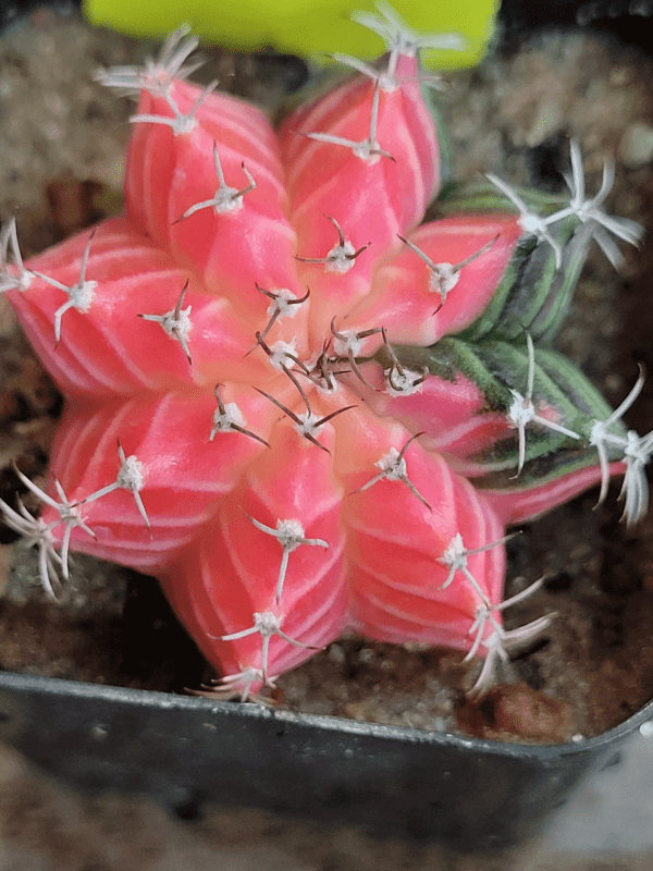 Gymnocalycium Mihanovichii Variegated Cactus Set of 3 Cacti Beautiful Multicolor - Image 7