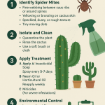 How to treat Spider Mites on Cactus