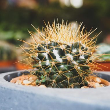 A detailed close-up of a potted cactus with sharp spikes in a garden setting.