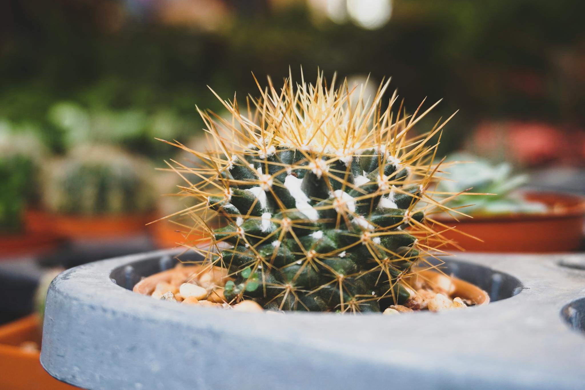 A detailed close-up of a potted cactus with sharp spikes in a garden setting.