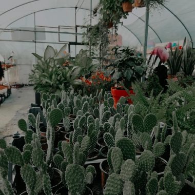 A diverse collection of cacti and plants inside a greenhouse, showcasing rich greenery.