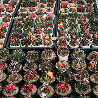 A vibrant collection of cacti displayed in pots, showcasing varied colors and textures.