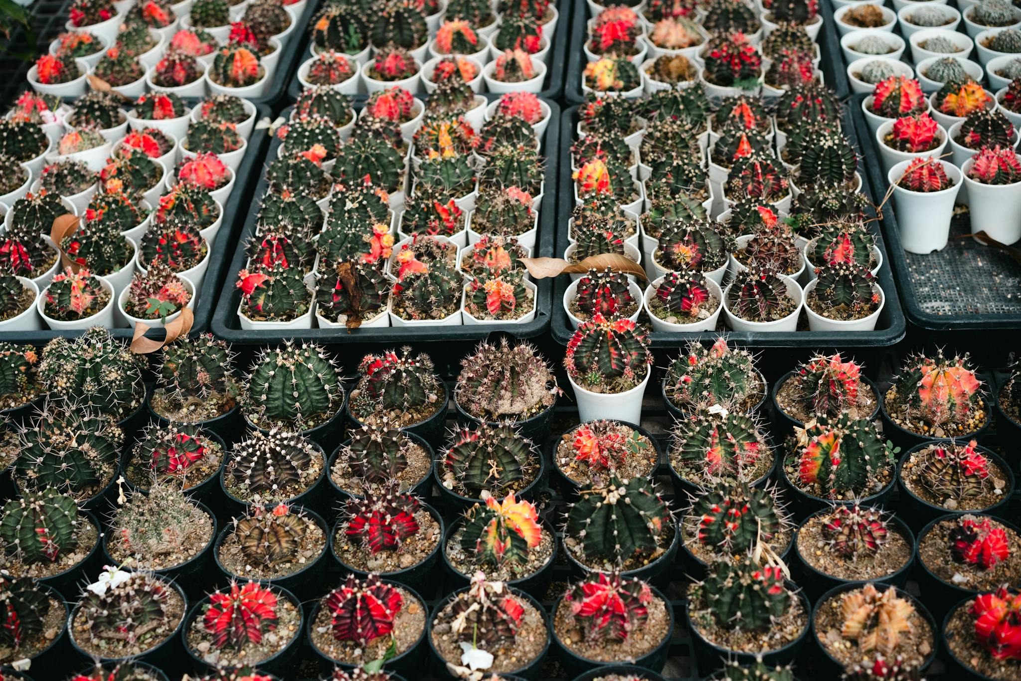 A vibrant collection of cacti displayed in pots, showcasing varied colors and textures.