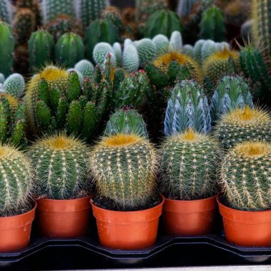 A vibrant collection of diverse cacti species in pots, showcasing different shapes and colors.