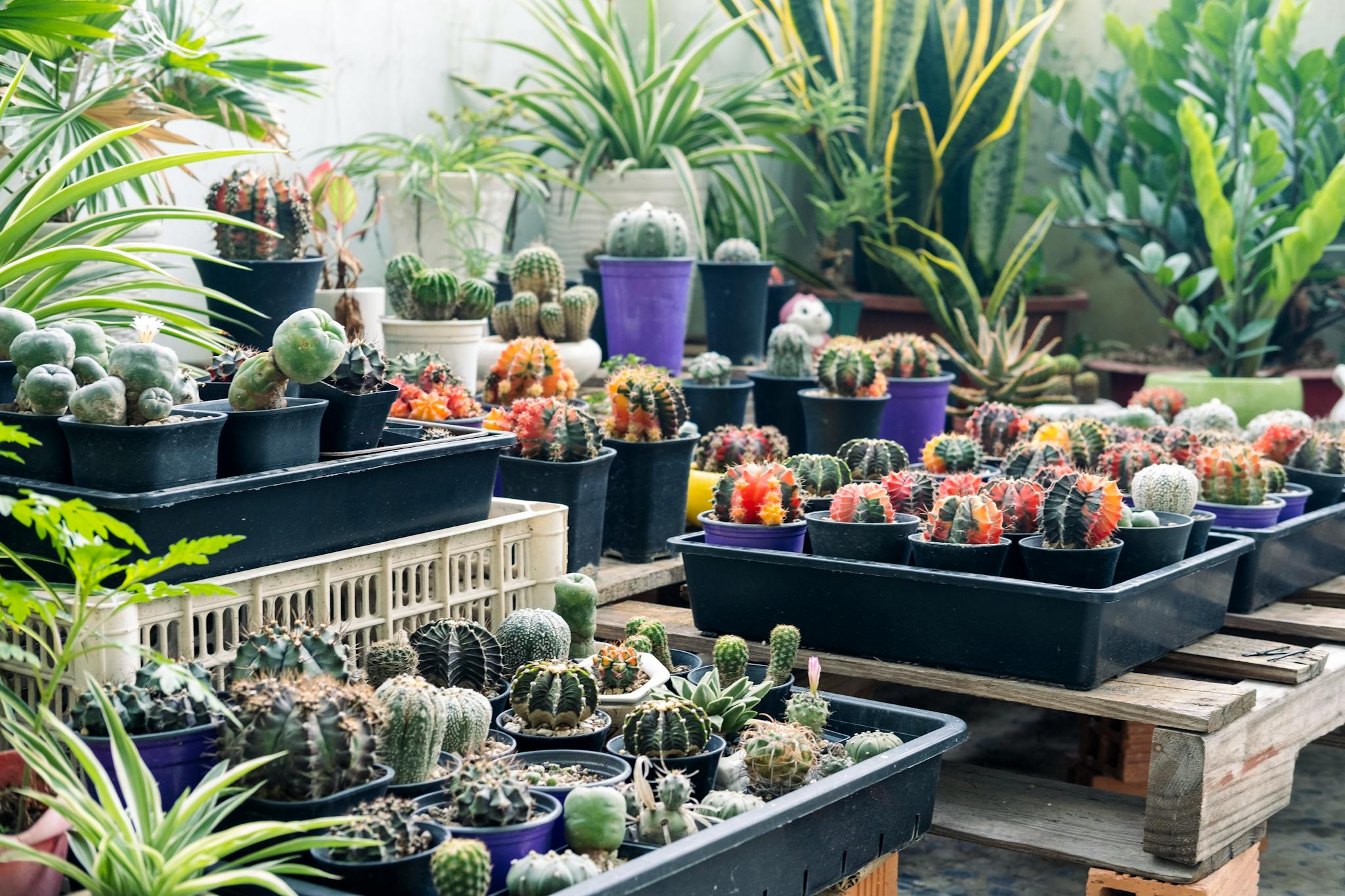 A wide variety of colorful cacti arranged in pots inside a greenhouse, Vietnam.