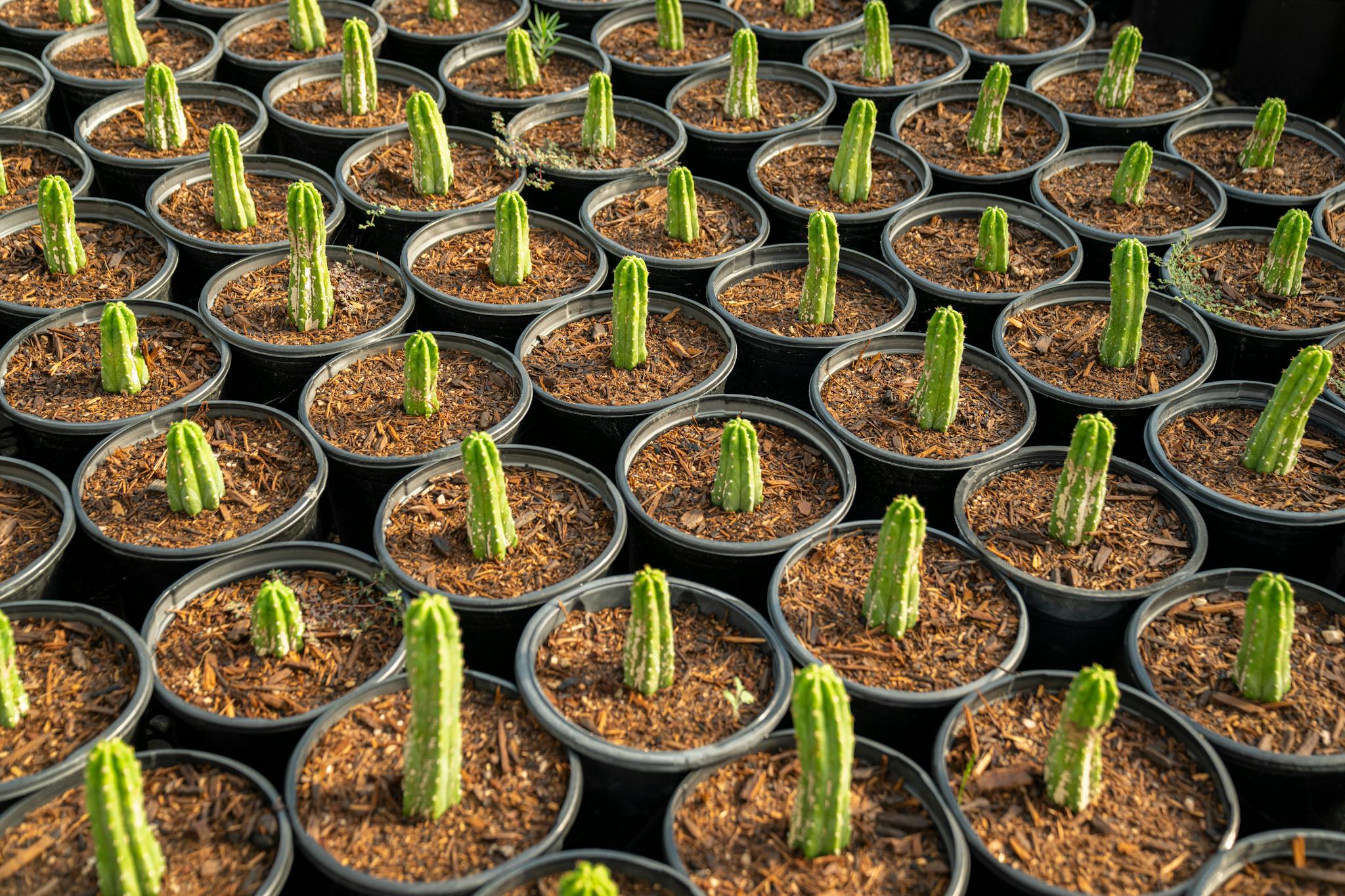 Aerial view of neatly arranged cactus plants in pots at a nursery garden.