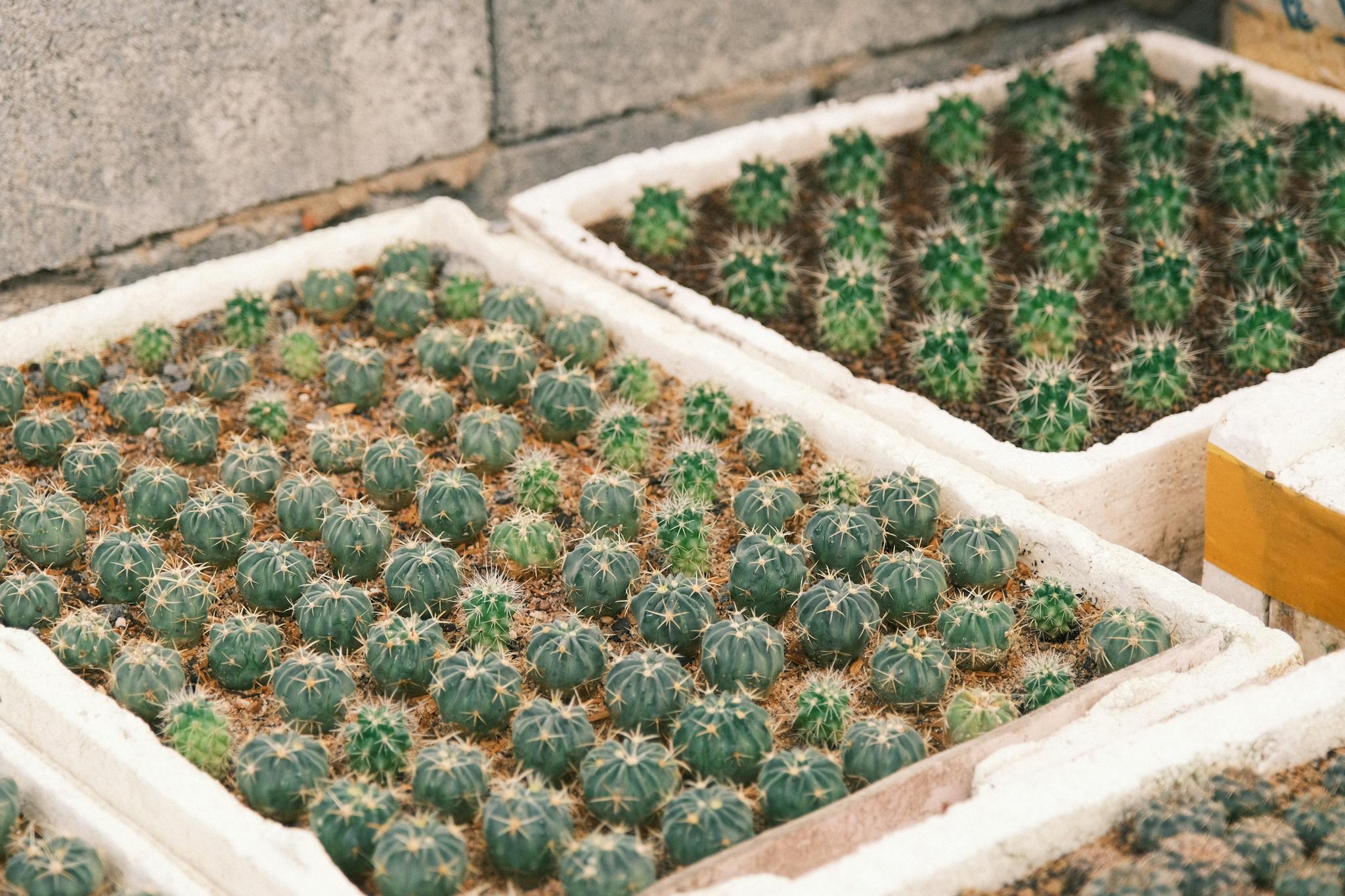 Close-up of cactus trays in an outdoor nursery showcasing cultivation.