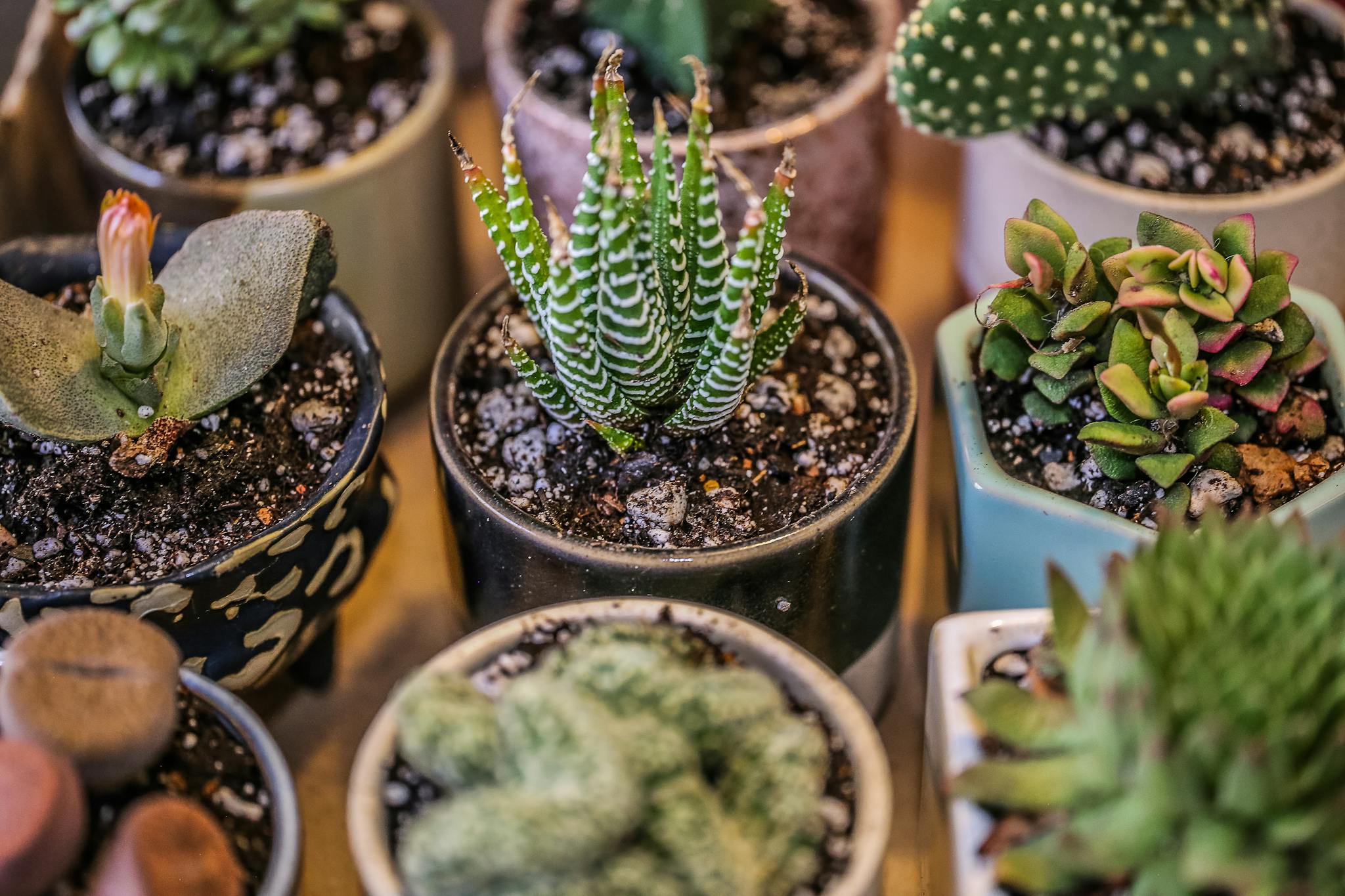 Close-up view of various potted succulent plants in decorative pots, showcasing vibrant textures.