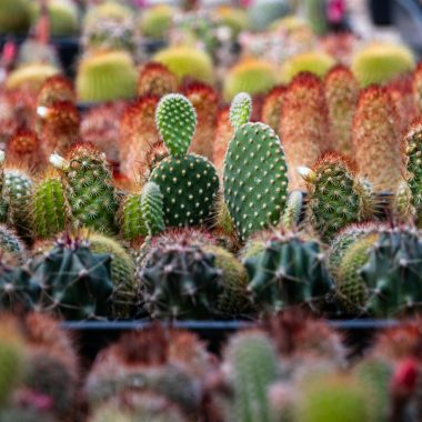 Colorful cacti and succulents on display in a nursery, showcasing a variety of shapes and colors.