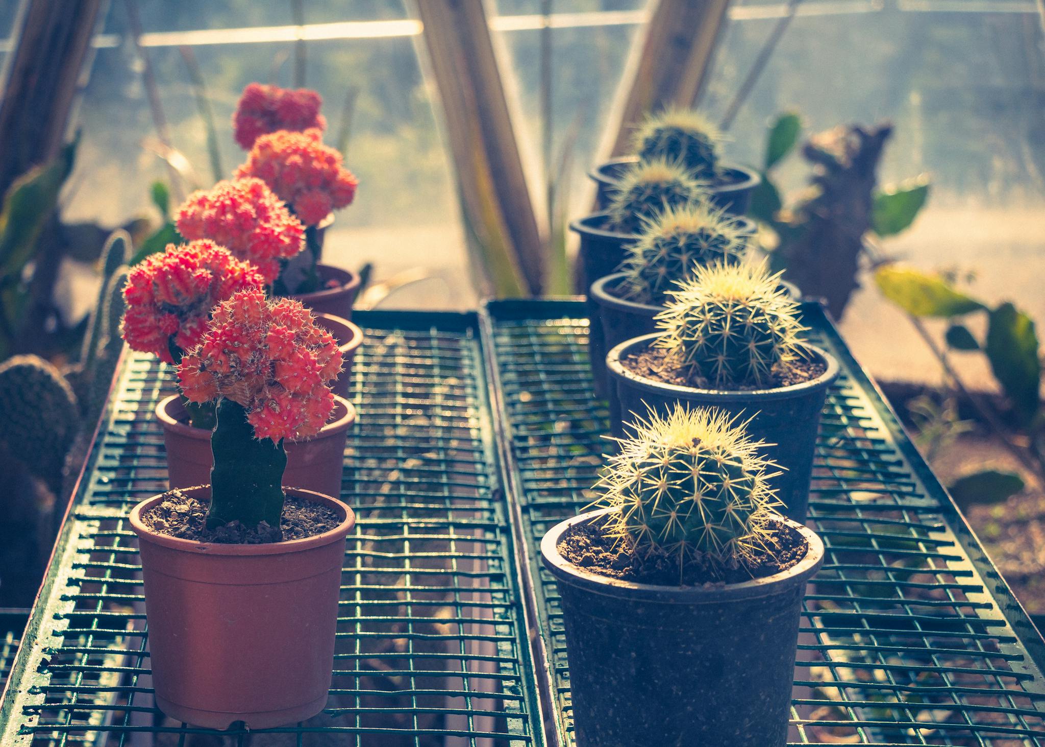 Colorful potted cacti and succulents in a greenhouse in Nainital, India.