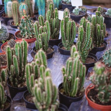 Diverse cactus collection in pots arranged on a table in a greenhouse.