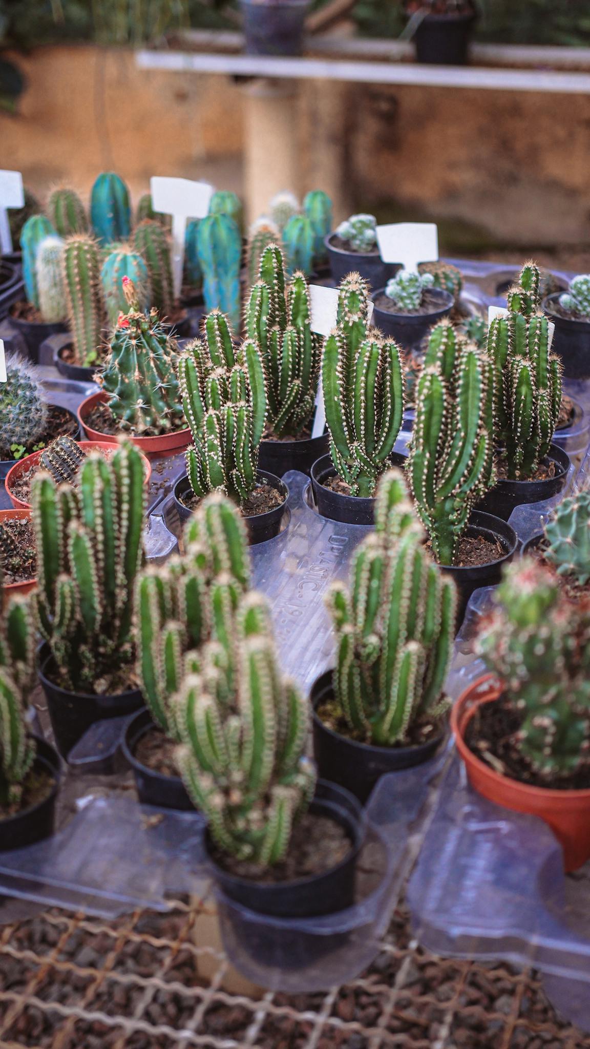 Diverse cactus collection in pots arranged on a table in a greenhouse.