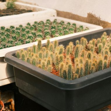 Rows of small cacti growing in trays, illuminated by natural sunlight indoors.