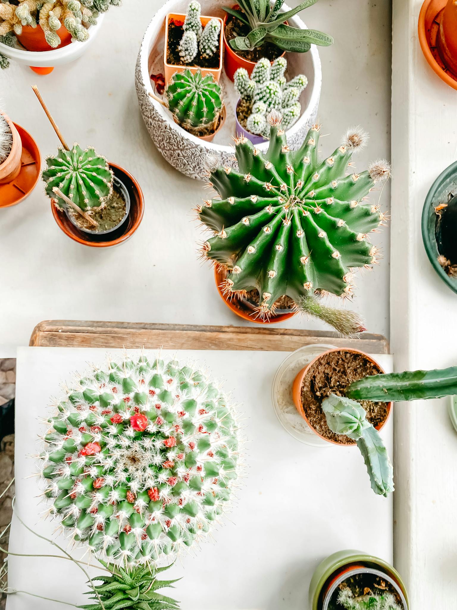 Variety of potted cacti showcasing unique growth patterns in an indoor setting.