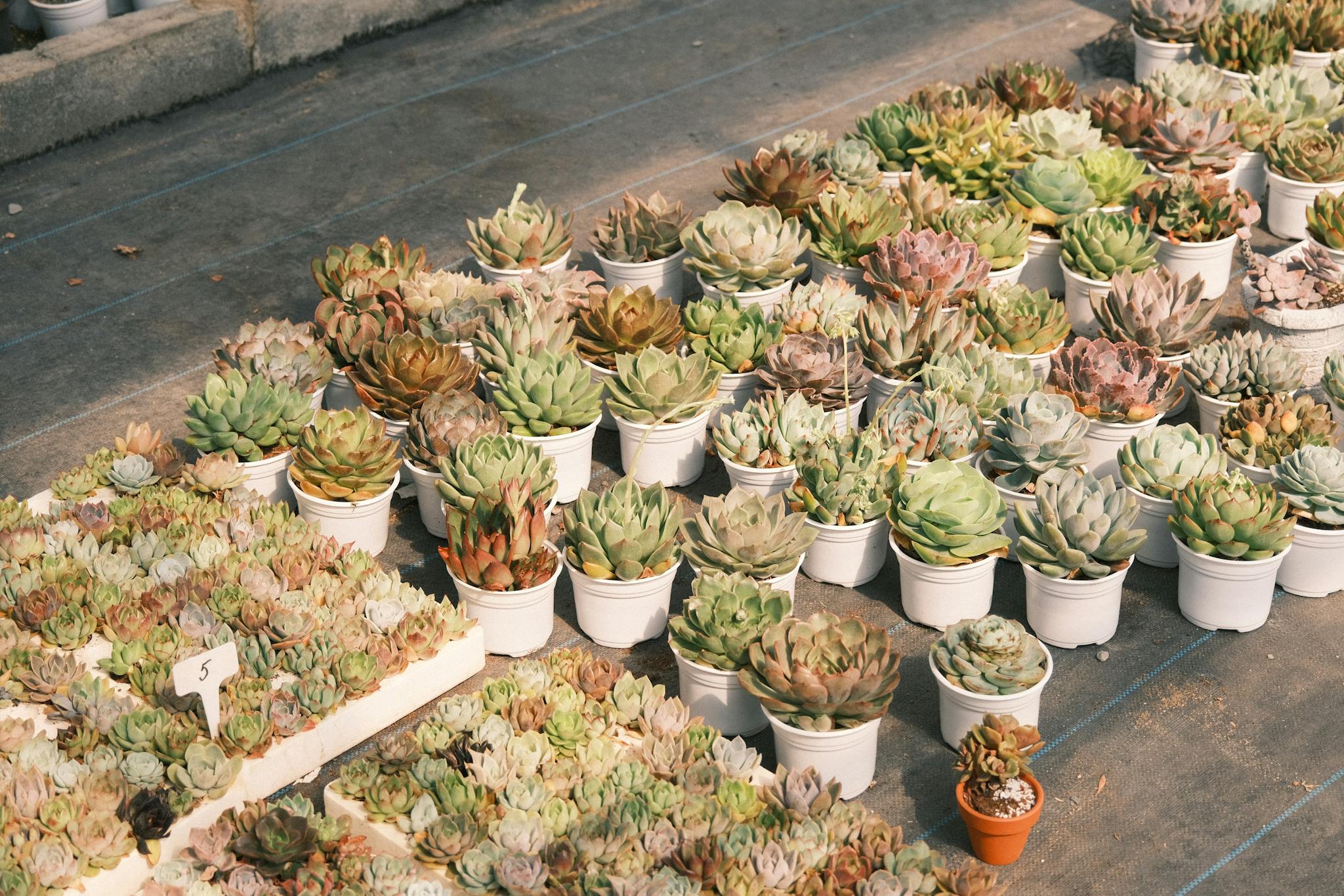 Vibrant assortment of succulents in pots at an outdoor nursery, perfect for botanical decor.