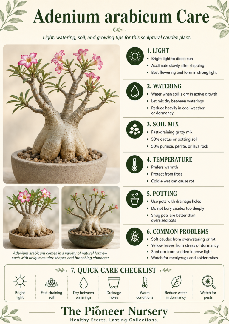 Adenium arabicum Care Guide