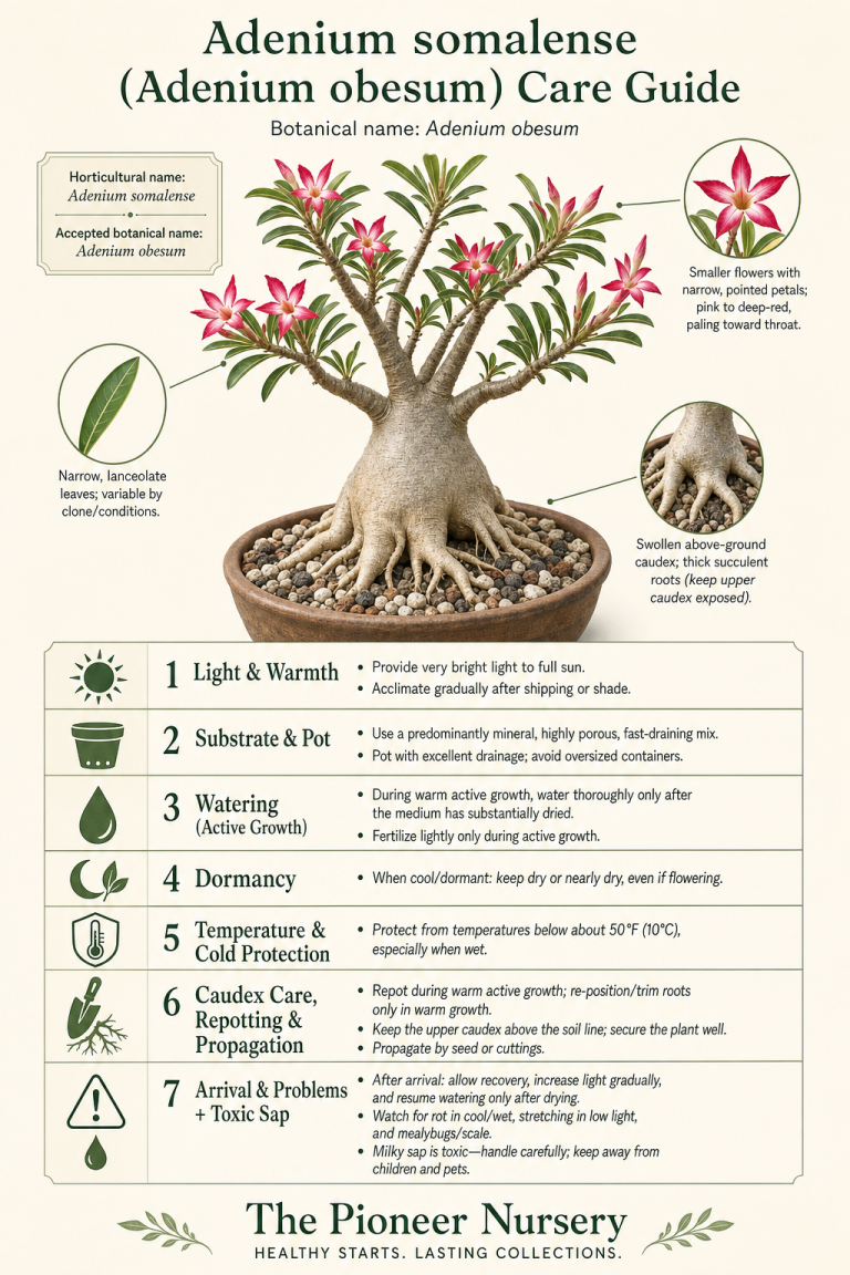 Adenium somalense, treated taxonomically as Adenium obesum, with a swollen caudex, narrow leaves, and pink to deep-red flowers in a vertical care guide infographic.