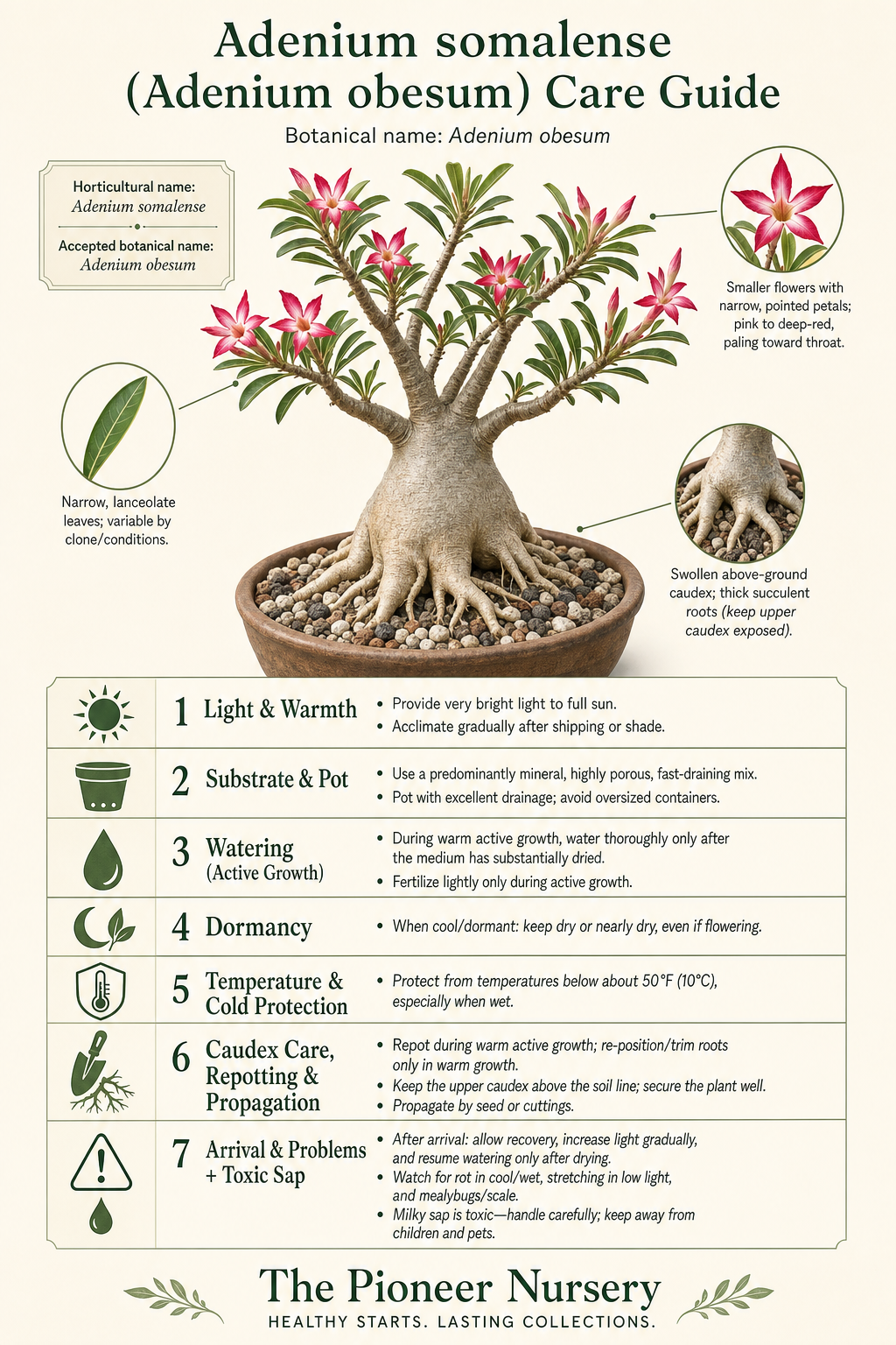 Adenium somalense, treated taxonomically as Adenium obesum, with a swollen caudex, narrow leaves, and pink to deep-red flowers in a vertical care guide infographic.