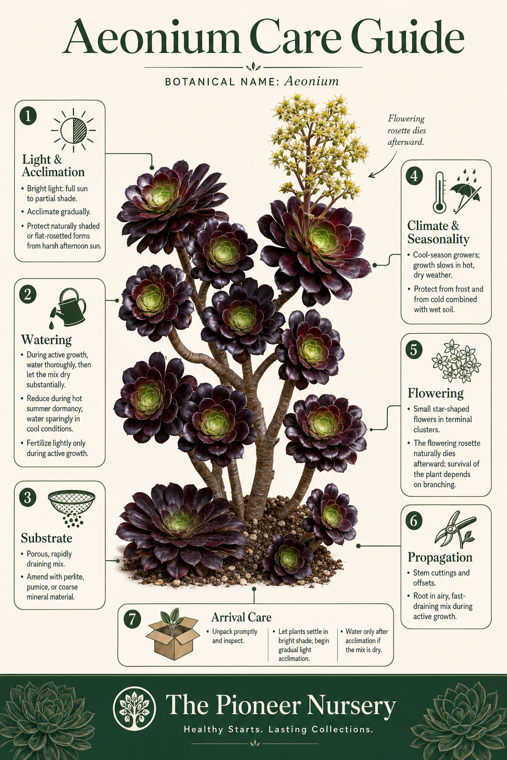 Aeonium care guide showing representative tree houseleek rosettes, branching growth, light, watering, drainage, dormancy, and propagation guidance.