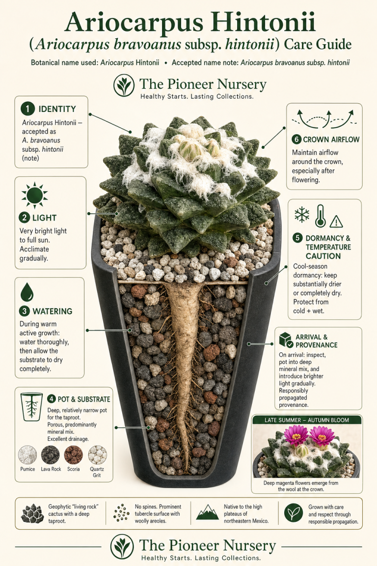 Ariocarpus Hintonii living rock cactus care guide showing its compact form, textured tubercles, deep taproot pot, mineral substrate, bright light, dry winter rest, and deep magenta flowers.