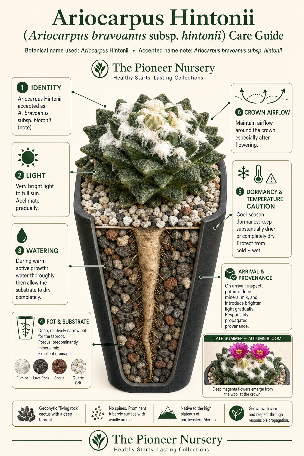 Ariocarpus Hintonii living rock cactus care guide showing its compact form, textured tubercles, deep taproot pot, mineral substrate, bright light, dry winter rest, and deep magenta flowers.