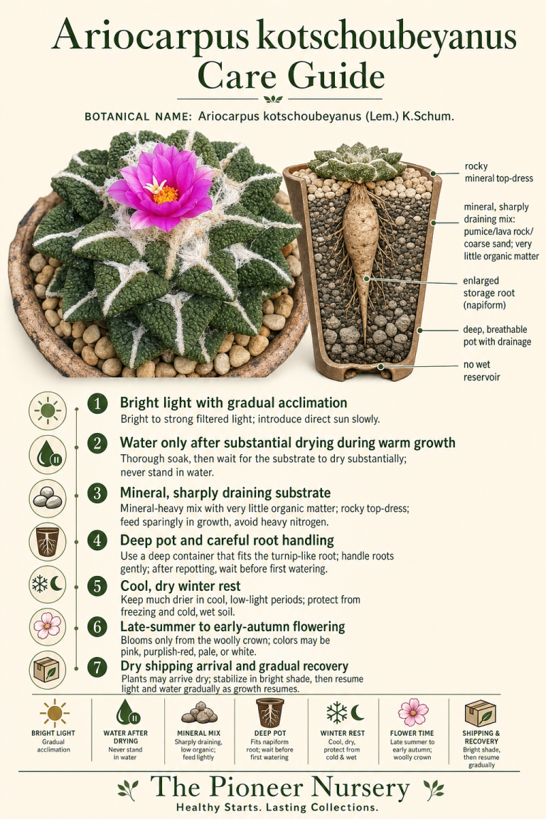 Ariocarpus kotschoubeyanus living rock cactus with a woolly center, shown in a mineral substrate care infographic