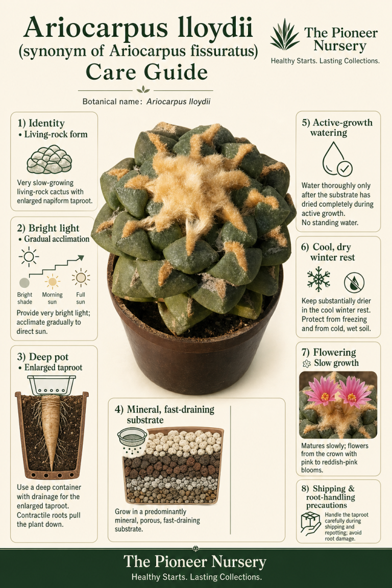 Ariocarpus lloydii living rock cactus with a flattened body, pink flowers, and an enlarged taproot shown in a vertical care infographic.