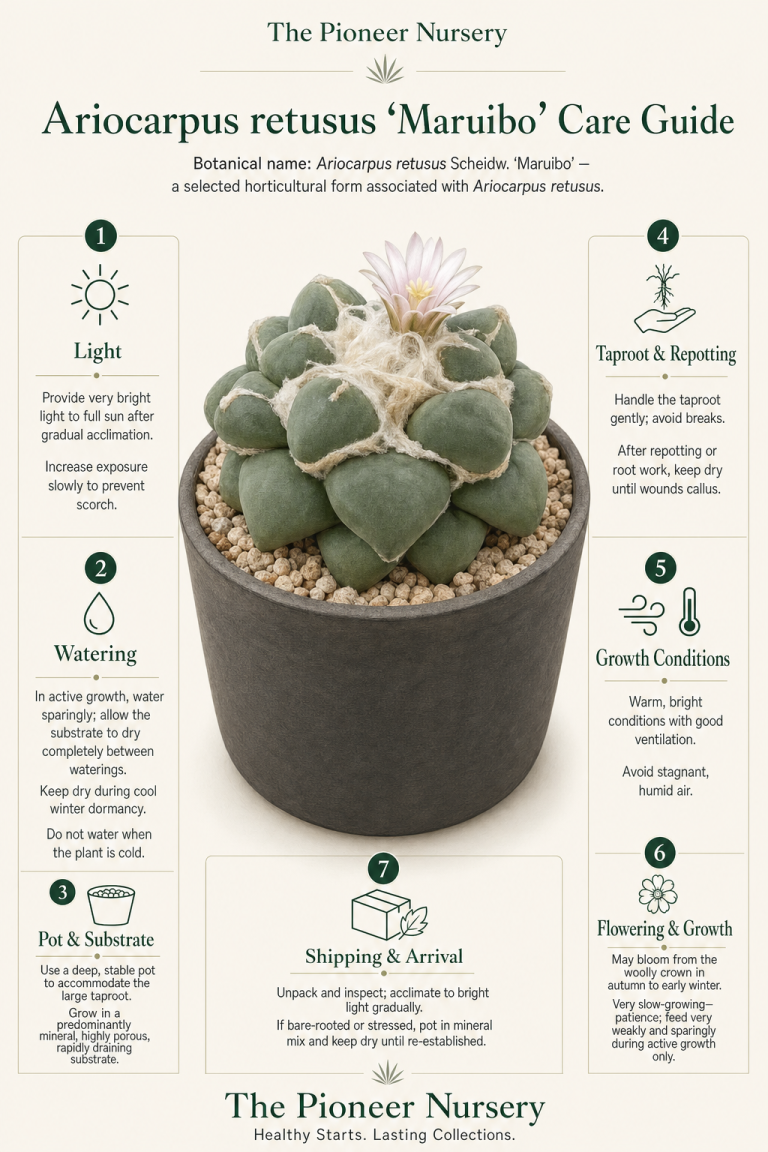 Ariocarpus retusus ‘Maruibo’ living rock cactus in a deep mineral-substrate pot with care guidance.