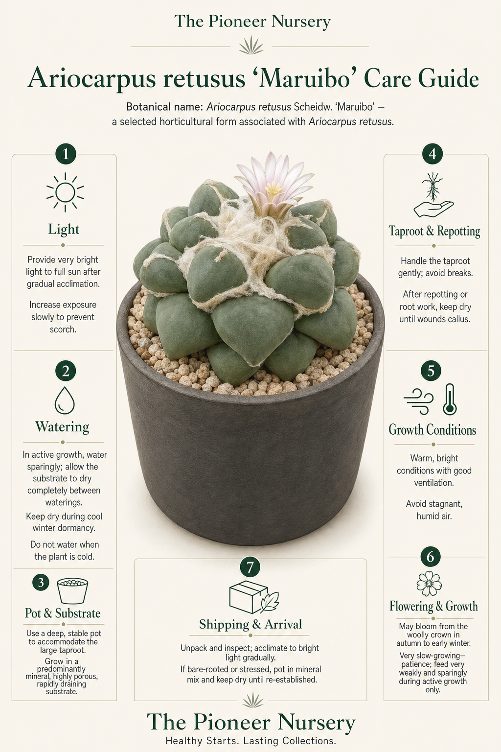 Ariocarpus retusus ‘Maruibo’ living rock cactus in a deep mineral-substrate pot with care guidance.