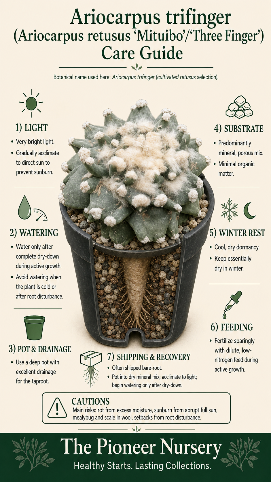 Ariocarpus trifinger, a Three Finger Ariocarpus retusus selection with three-pointed tubercles and a woolly crown, shown in a mineral substrate care guide.