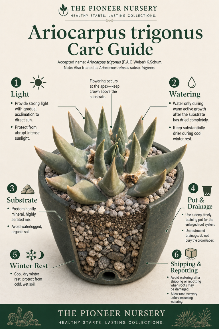 Ariocarpus trigonus living rock cactus in a deep mineral-substrate pot alongside a vertical care infographic.