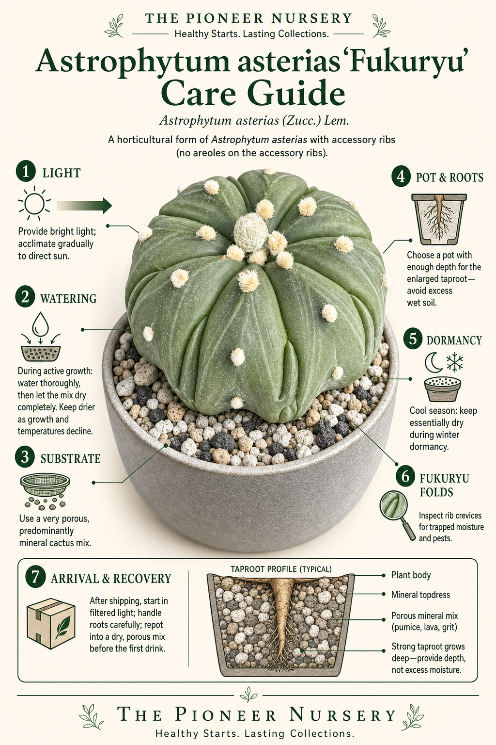 Astrophytum asterias ‘Fukuryu’ cactus showing its star-like form and accessory partial ribs in a bright, mineral-substrate care guide layout.