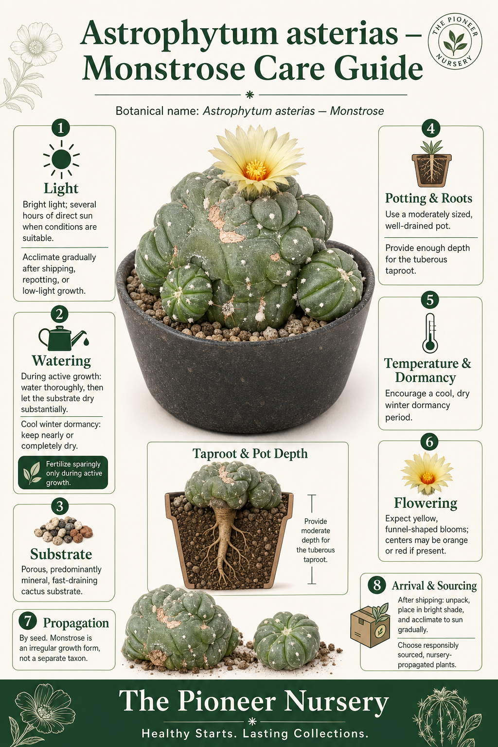 Astrophytum asterias Monstrose cactus care guide showing its irregular lumpy form, bright-light needs, mineral substrate, careful watering, and dry winter rest.