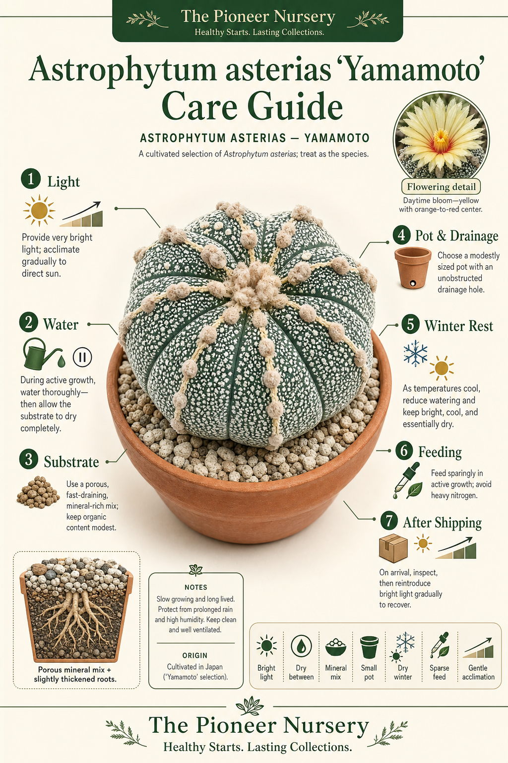 Astrophytum asterias ‘Yamamoto’ star cactus with symmetrical body and distinctive white surface patterning beside a vertical care infographic.
