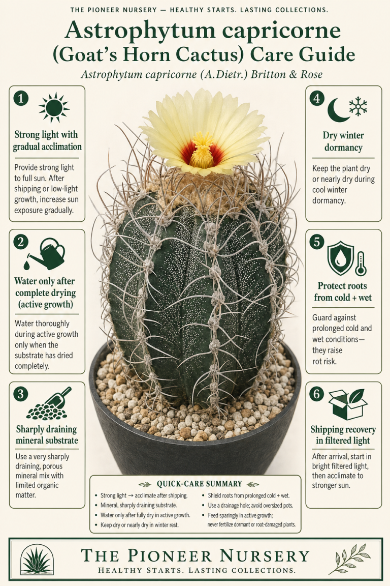 Astrophytum capricorne Care Guide: Growing the Goat’s Horn Cactus