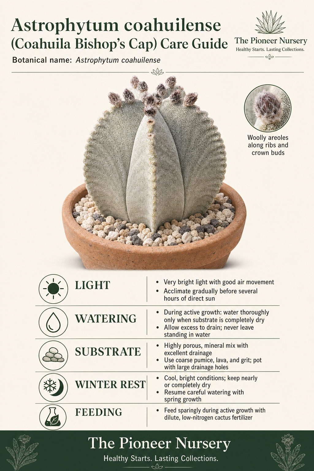 Astrophytum coahuilense Coahuila bishop’s cap cactus with a care infographic