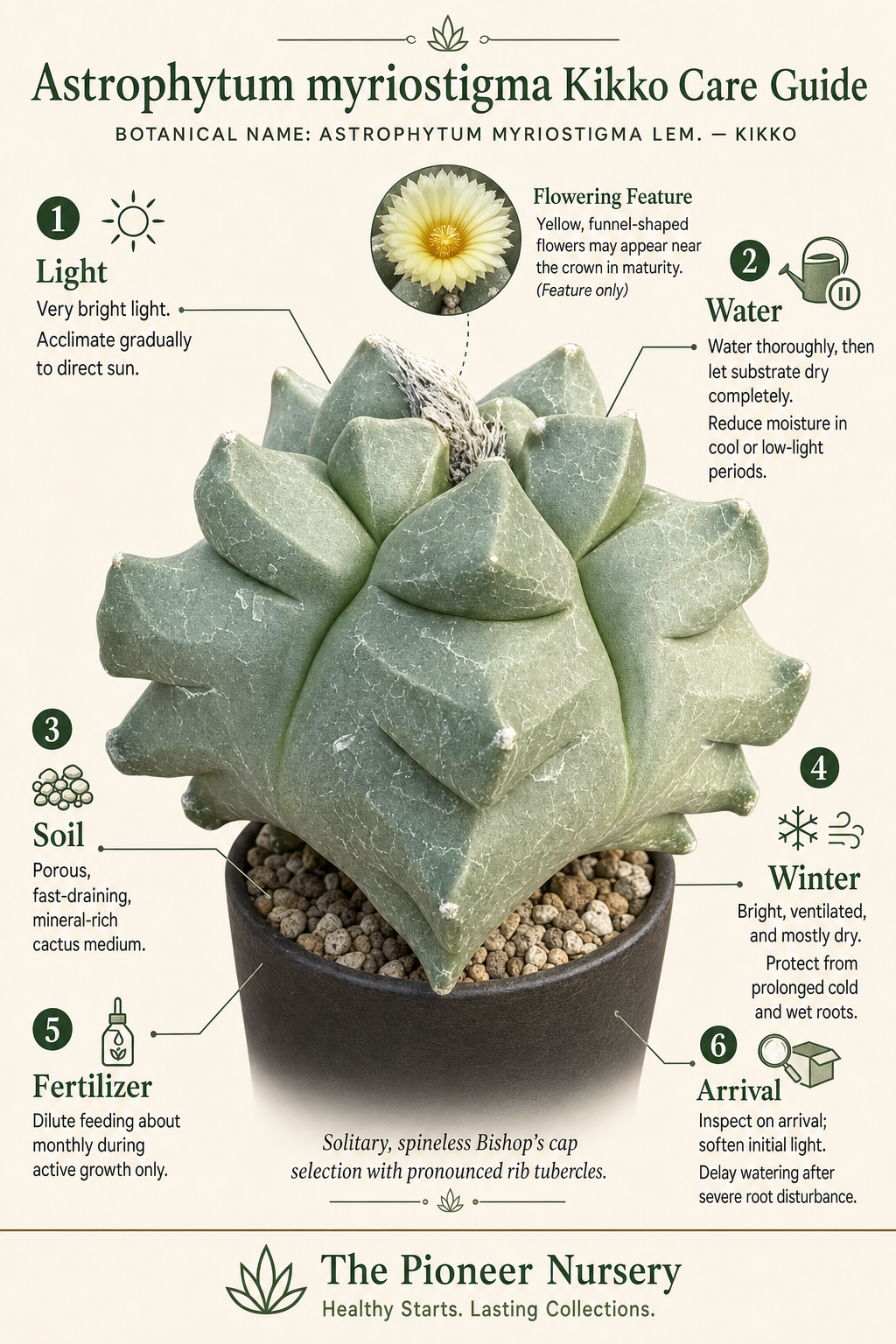 Astrophytum myriostigma Kikko cactus showing pointed rib tubercles in a vertical care guide infographic