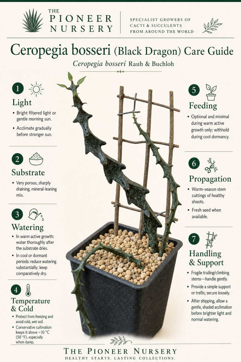 Ceropegia bosseri care guide showing its long trailing pencil-like succulent stems and key cultivation requirements.